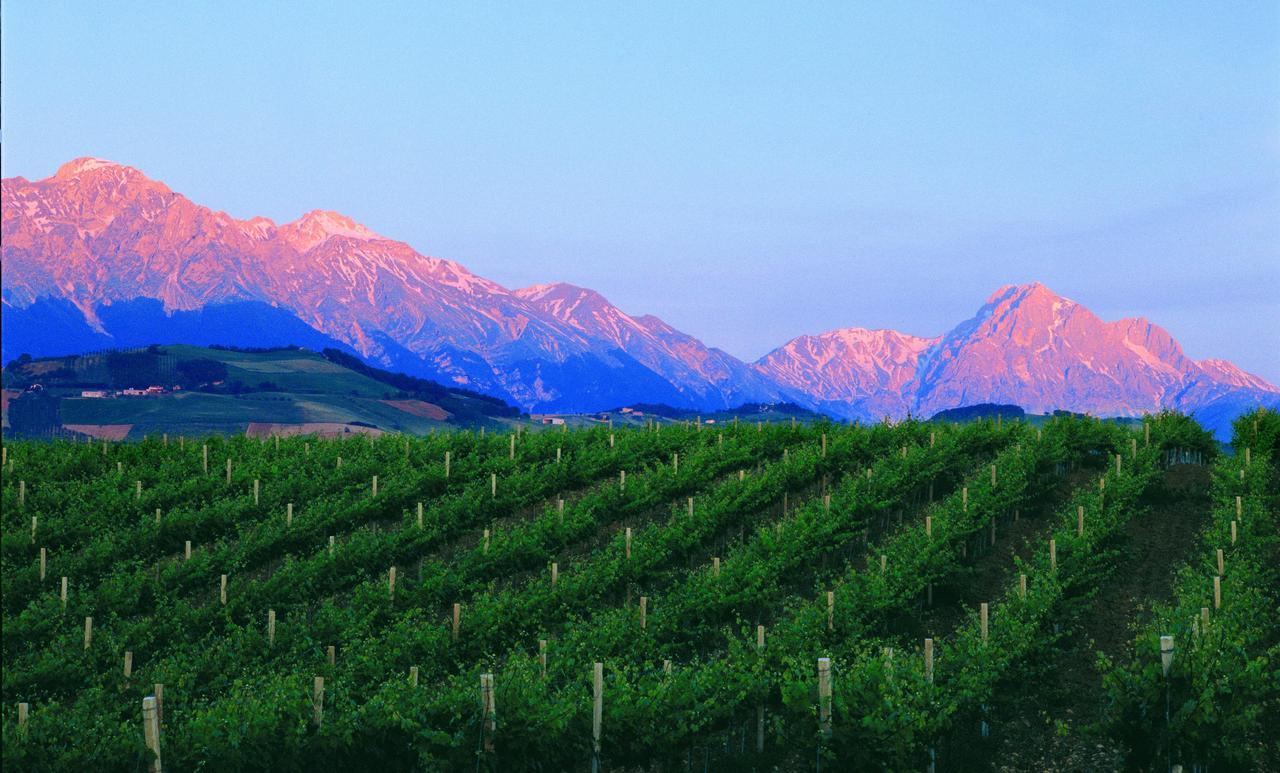 Contado San Lorenzo B&B And Wine Castilenti Zewnętrze zdjęcie